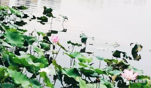 江南荷葉、蓮花
